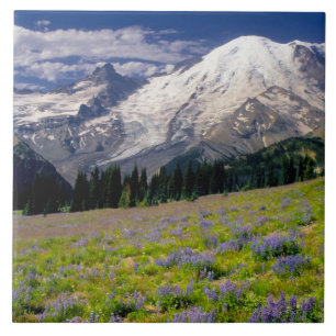 USA, Washington, Mt. Rainier Nationalpark. Fliese