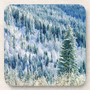 USA, Washington, Mt. Spokane State Park, Aspen 2 Getränkeuntersetzer
