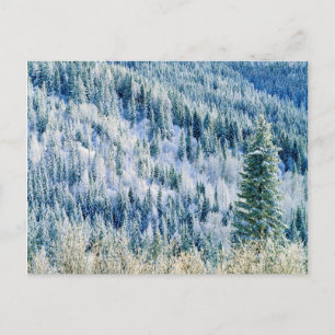 USA, Washington, Mt. Spokane State Park, Aspen 2 Postkarte