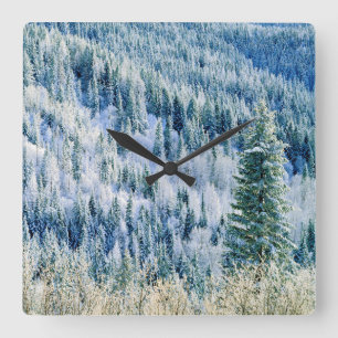 USA, Washington, Mt. Spokane State Park, Aspen 2 Quadratische Wanduhr