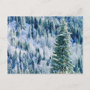 USA, Washington, Mt. Spokane State Park, Espe Postkarte