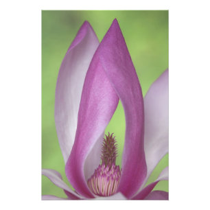 USA, Washington. Nahaufnahme einer Magnolienblüte. Fotodruck