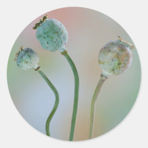 USA, Washington. Nahe Anreicherung von Mohnsamen Runder Aufkleber