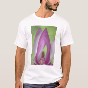 USA, Washington. Nahe Magnolienblüte. T-Shirt