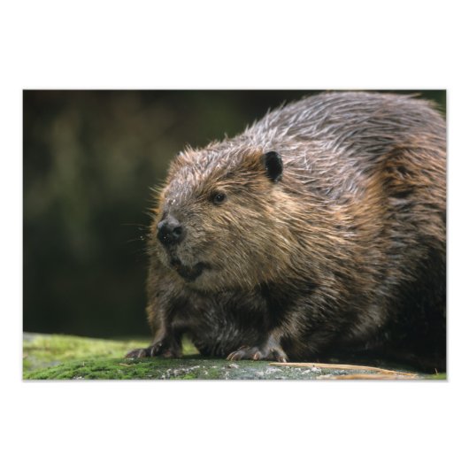 USA, Washington, Nordwest Trek. Biber Fotodruck (Vorne)