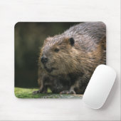 USA, Washington, Nordwest Trek. Biber Mousepad (Mit Mouse)