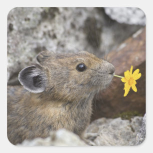 USA, Washington, North Cascades National Park, Quadratischer Aufkleber