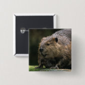 USA, Washington, Northwest Trek. Biber Button (Vorne & Hinten)