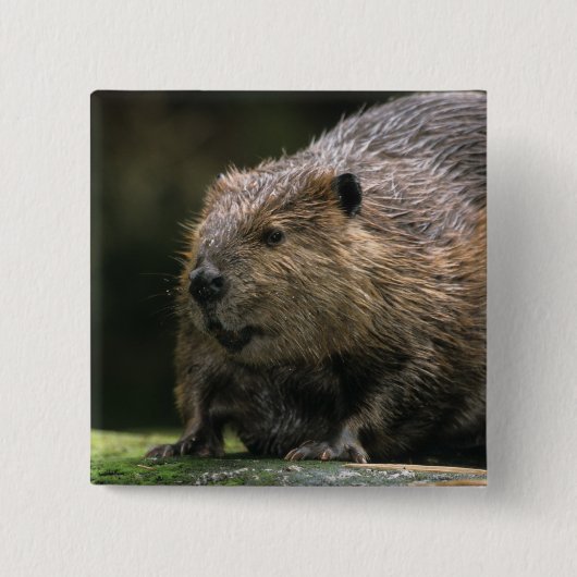 USA, Washington, Northwest Trek. Biber Button (Vorderseite)