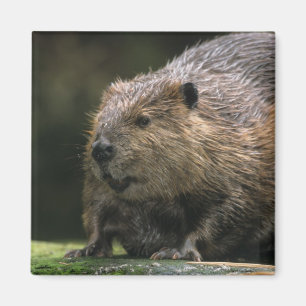 USA, Washington, Northwest Trek. Biber Magnet