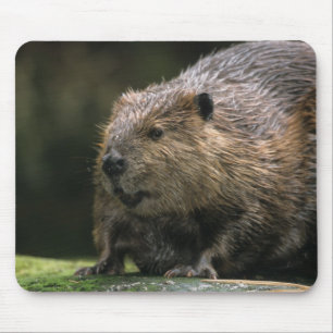 USA, Washington, Northwest Trek. Biber Mousepad