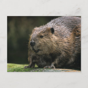 USA, Washington, Northwest Trek. Biber Postkarte
