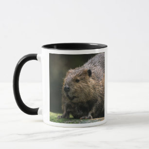 USA, Washington, Northwest Trek. Biber Tasse