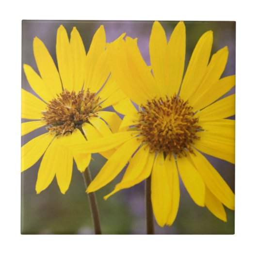 USA, Washington, Okanogan National Forest Fliese (Vorderseite)