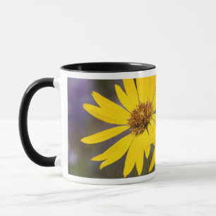 USA, Washington, Okanogan National Forest Tasse