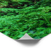 USA, Washington, Olympic Nat. Park, Hoh Rain Poster (Ecke)