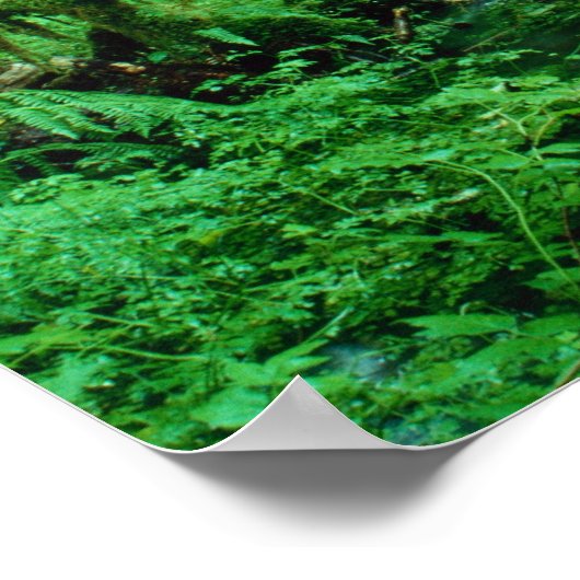 USA, Washington, Olympic Nat. Park, Hoh Rain Poster (Ecke)