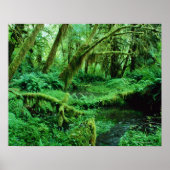 USA, Washington, Olympic Nat. Park, Hoh Rain Poster (Vorne)