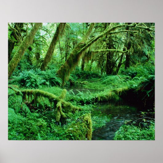 USA, Washington, Olympic Nat. Park, Hoh Rain Poster (Vorne)