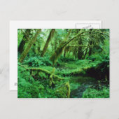 USA, Washington, Olympic Nat. Park, Hoh Rain Postkarte (Vorne/Hinten)