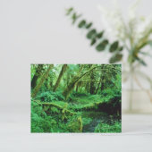 USA, Washington, Olympic Nat. Park, Hoh Rain Postkarte (Stehend Vorderseite)