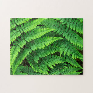 USA, Washington, Olympic National Park, Athyrium Puzzle