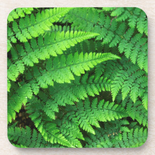USA, Washington, Olympic National Park, Athyrium Untersetzer
