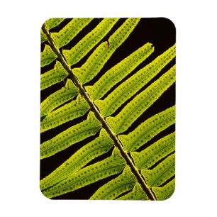 USA, Washington, Olympic National Park, Gegenlicht Magnet