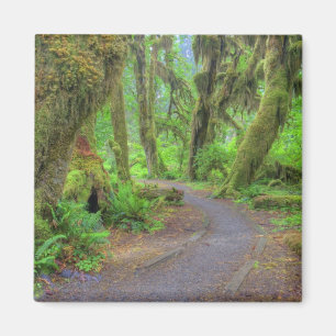 USA, Washington, Olympic National Park, Hoh 2 Magnet