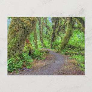 USA, Washington, Olympic National Park, Hoh 2 Postkarte