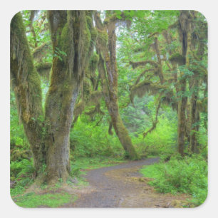 USA, Washington, Olympic National Park, Hoh Quadratischer Aufkleber