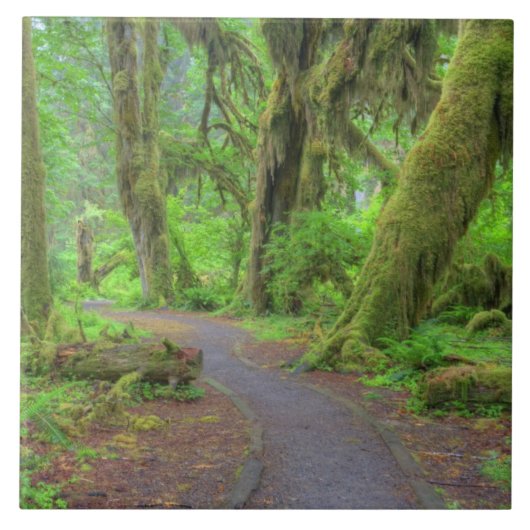 USA, Washington, Olympic National Park, Hoh Rain Fliese (Vorderseite)