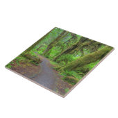 USA, Washington, Olympic National Park, Hoh Rain Fliese (Seite)