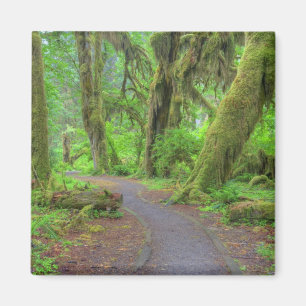 USA, Washington, Olympic National Park, Hoh Rain Magnet