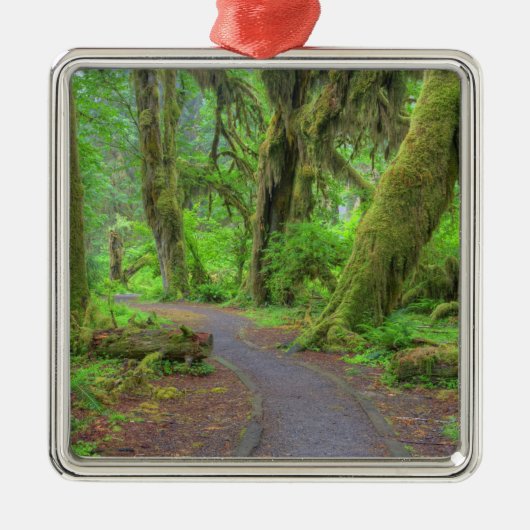 USA, Washington, Olympic National Park, Hoh Rain Silbernes Ornament (Vorne)