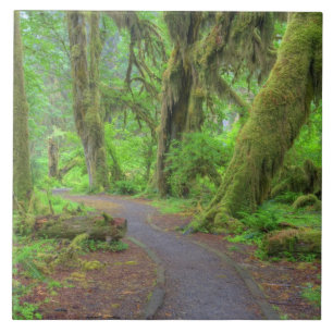 USA, Washington, Olympic National Park, Hoh-Regen Fliese