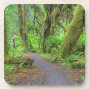 USA, Washington, Olympic National Park, Hoh-Regenw Getränkeuntersetzer