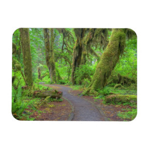 USA, Washington, Olympic National Park, Hoh-Regenw Magnet