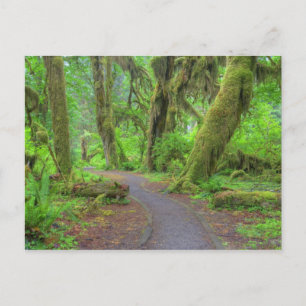 USA, Washington, Olympic National Park, Hoh-Regenw Postkarte
