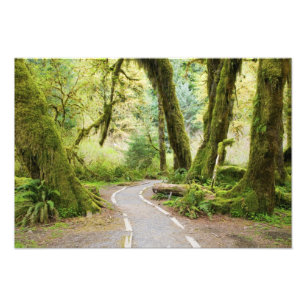 USA, Washington, Olympic National Park, Wandern Fotodruck