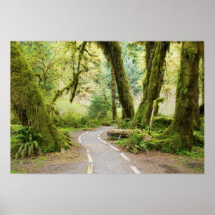 USA, Washington, Olympic National Park, Wandern Poster