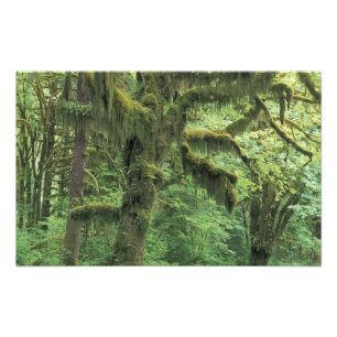USA, Washington, Olympic-Nationalpark. Fotodruck