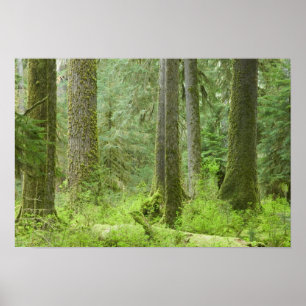 USA, Washington, Olympic-Nationalpark, Frühling 3 Poster
