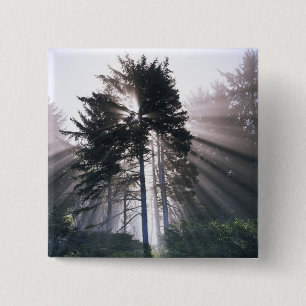 USA, Washington, Olympic-Nationalpark, Morgen Button