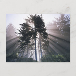 USA, Washington, Olympic-Nationalpark, Morgen Postkarte