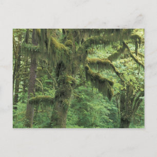 USA, Washington, Olympic-Nationalpark. Postkarte