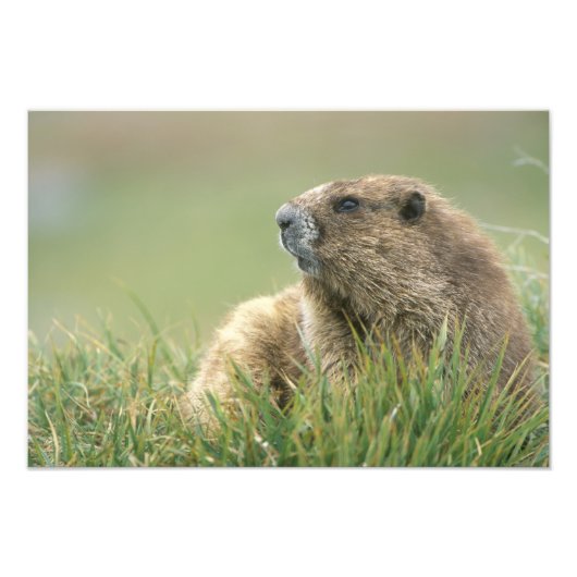 USA, Washington, Olympic NP, Olympic Marmot Fotodruck (Vorne)