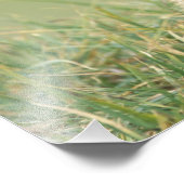 USA, Washington, Olympic NP, Olympic Marmot Fotodruck (Ecke)