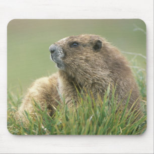 USA, Washington, Olympic NP, Olympic Marmot Mousepad