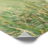 USA, Washington, Olympic NP, Olympic Marmot Poster (Ecke)